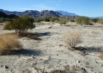 Palm Desert
