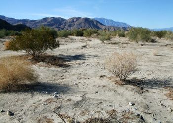 Palm Desert