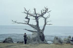 Pebble Beach