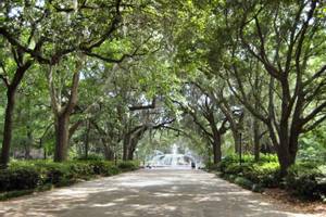 Savannah
