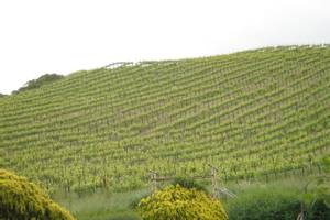 Sonoma