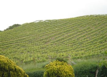 Sonoma