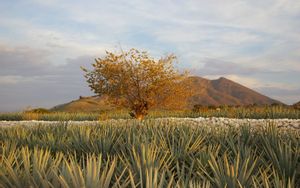 Tequila