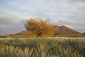 Tequila