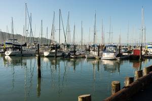 Tiburon