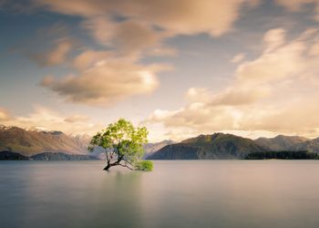 Wanaka