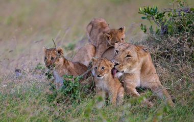 Explore Kenya - 3 destinations