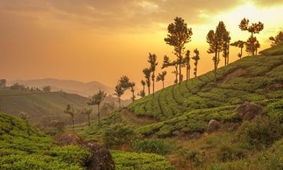 Kerala Highlights in 5 Days Kochi Alleppey Backwaters and Munnar