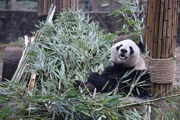 One Day Panda Keeper Volunteer in Dujiangyan