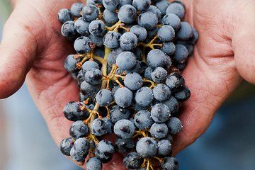 Private Wine Tour with Tastings from Eugene