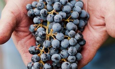 Private Wine Tour with Tastings from Eugene