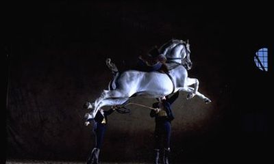 Andalusian Horses Dance Show