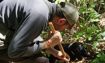 Searcing for truffles: black or Scorzone