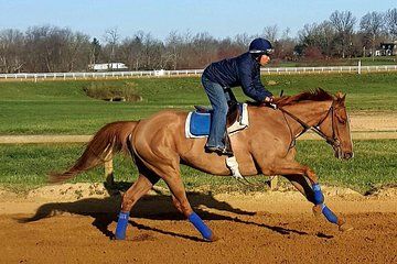Behind the Scenes Thoroughbred Tour