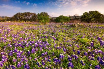 Fredericksburg Wine Tour with Three Winery Stops Plus Lunch