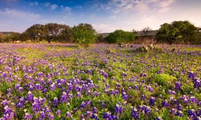Fredericksburg Wine Tour with Three Winery Stops Plus Lunch
