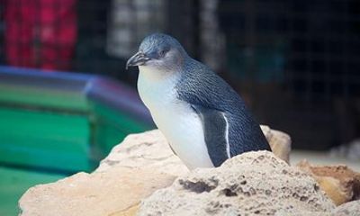 Full-Day Penguin Island & Mandurah Canal Cruise