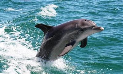 Half-Day Mandurah Canals & Dolphin Watch Tour