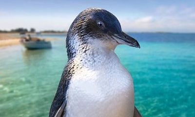 Full-Day Penguin Island & Fremantle Town