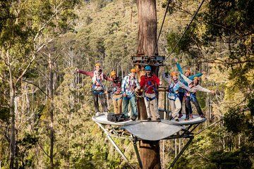Launceston: Hollybank Treetops Adventure - Zipline Tours