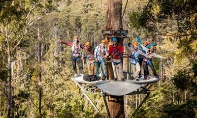 Launceston: Hollybank Treetops Adventure - Zipline Tours