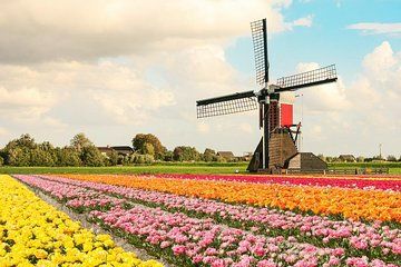 Private Keukenhof Gardens and Tulip Fields Tour from Rotterdam