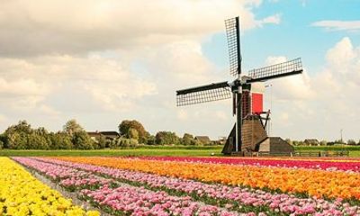 Private Keukenhof Gardens and Tulip Fields Tour from Rotterdam