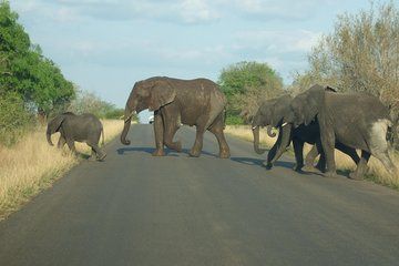 Kruger National Park Safari