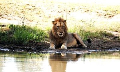 2 Nights Lion King Safari to Kruger from Nelspruit