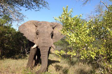 2 Night Elephant Tour from Nelspruit