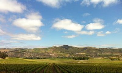 Private Wine Tour from the Santa Ynez Valley