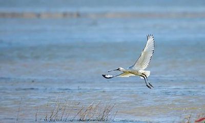 Bird Watching Tour at Nanji Hill Poyang Lake Nature Reserve From Nanchang