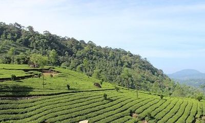 Full Day Tour Of Munnar