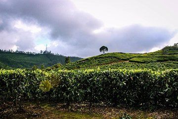 Full Day Trekking Tour In Munnar