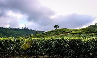 Full Day Trekking Tour In Munnar