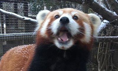Skip the Line: Miller Park Zoo General Admission Ticket