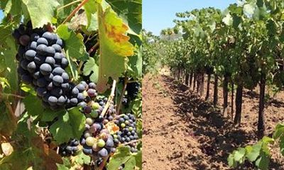 Private Wine Tasting Tour From Santa Ynez, Solvang or Buellton!