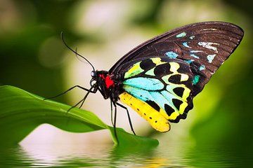 Australian Butterfly Sanctuary