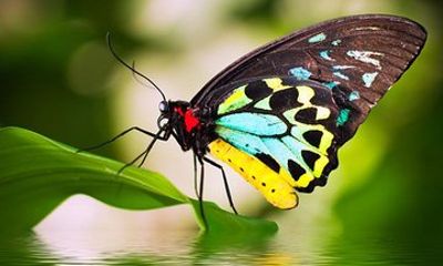Australian Butterfly Sanctuary