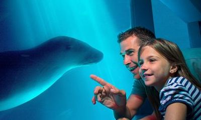 SEA LIFE Sunshine Coast Aquarium Entrance Ticket