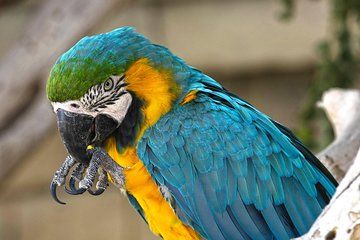 Terra Natura Benidorm Entrance Ticket