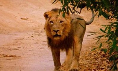 02 Nights & 03 Days Asiatic Lion Tour from Rajkot