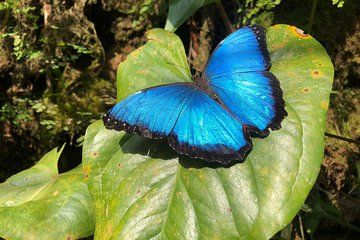 Admission to Andoke Butterfly Center in Cali with Guide