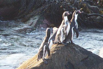 La Serena: Full day to Isla Damas & Humbolt Pinguino National Reserve