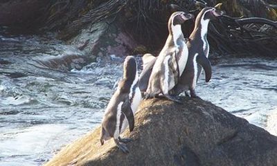 La Serena: Full day to Isla Damas & Humbolt Pinguino National Reserve