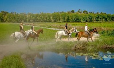 Horses In The Sand