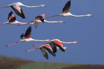 Flamingo Route