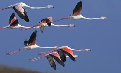 Flamingo Route