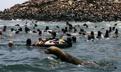 Nada Con Lobos Marinos En Las Islas Palomino