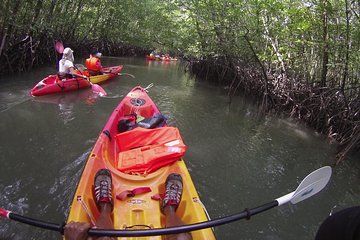 Langkawi Mangrove Kayaking Experience with Lunch
